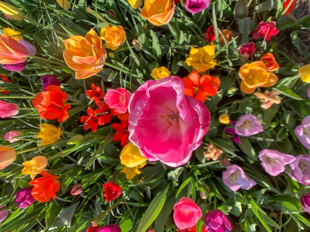 Viajar Sozinha para a Holanda, Tulipas de Keukenhof